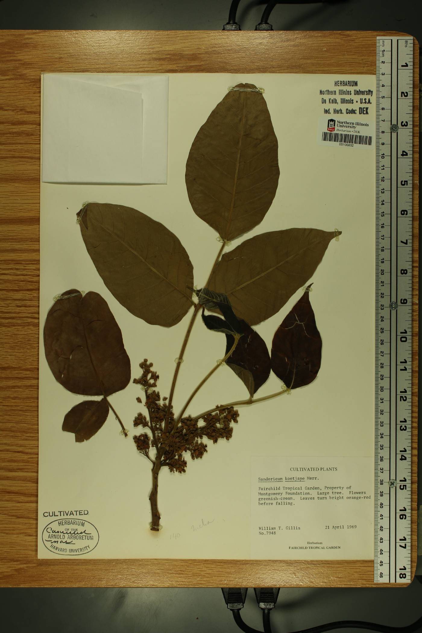 Sandoricum image