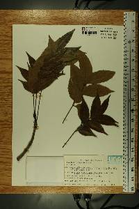 Swietenia macrophylla image
