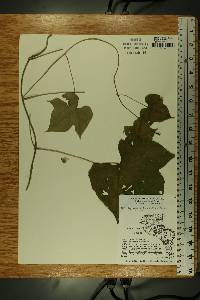 Calycocarpum lyonii image