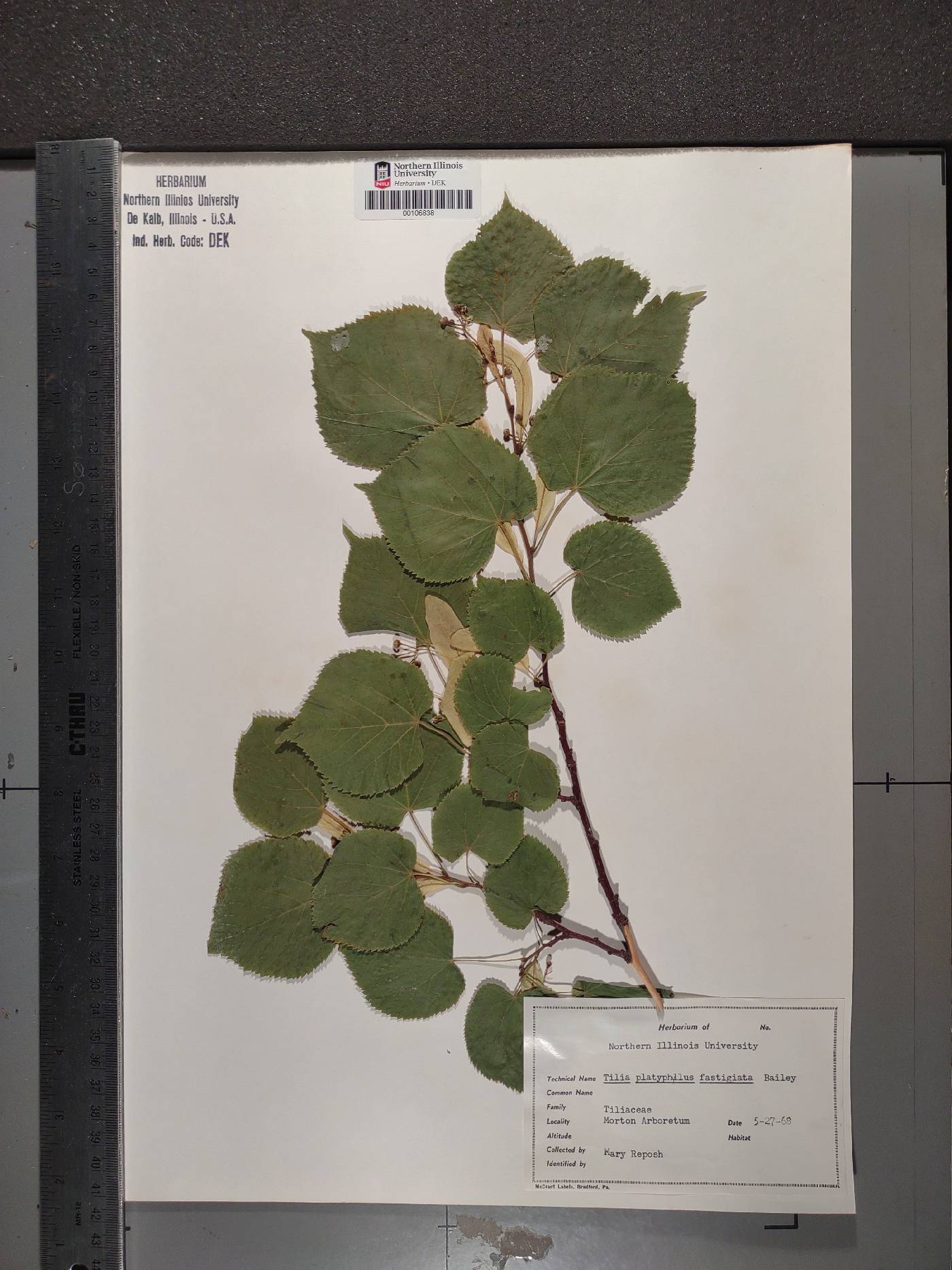 Tilia platyphyllos subsp. platyphyllos image
