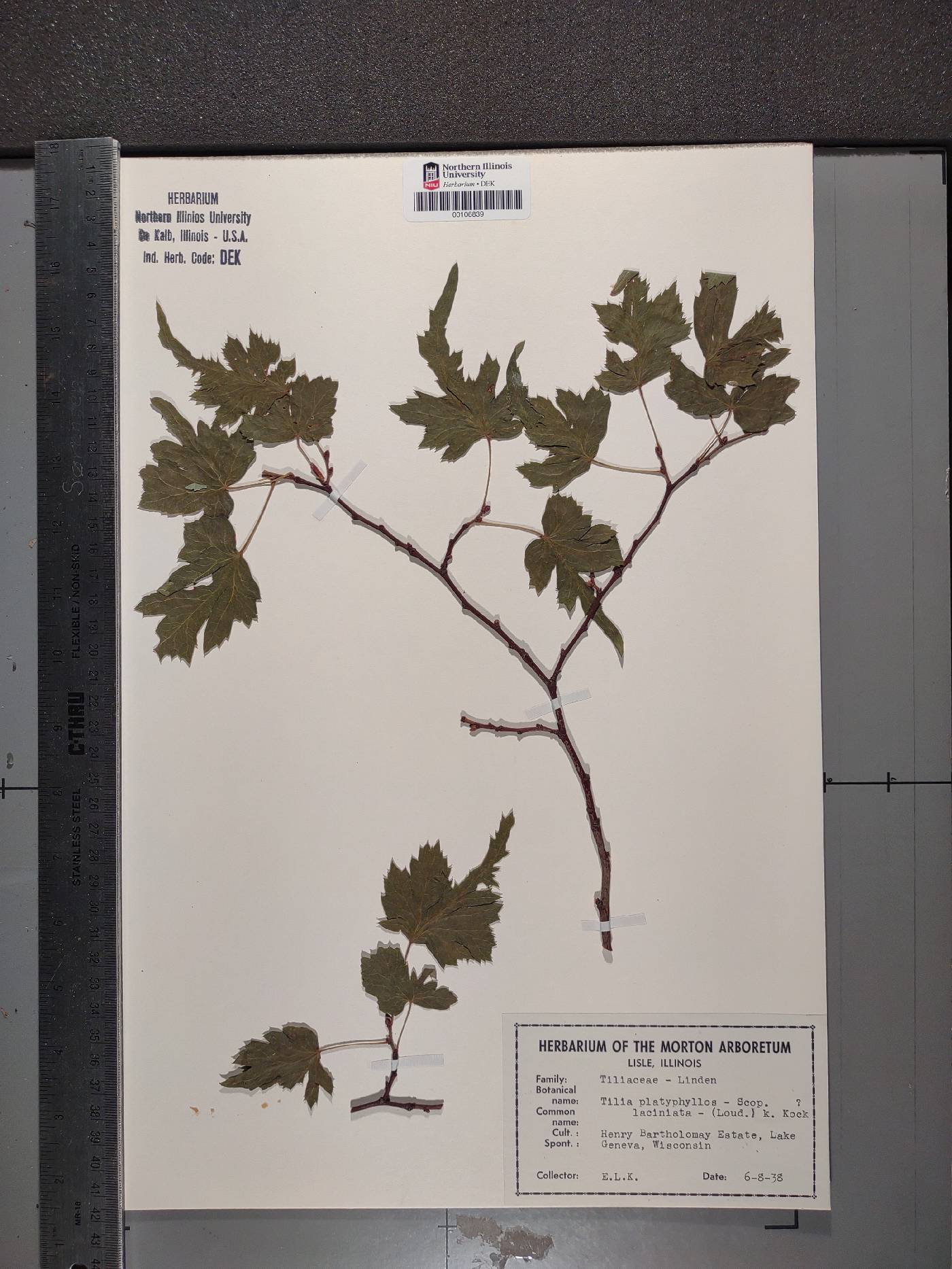 Tilia platyphyllos subsp. platyphyllos image