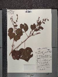 Triumfetta bogotensis image