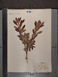 Myrica gale image