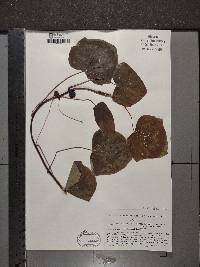 Menispermum canadense image