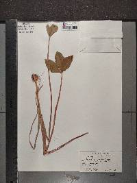 Menyanthes trifoliata image