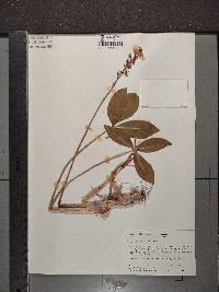 Menyanthes trifoliata image