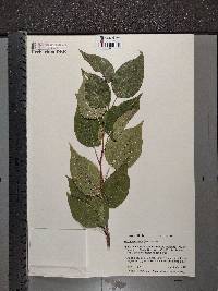 Maclura pomifera image