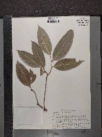 Brosimum alicastrum image