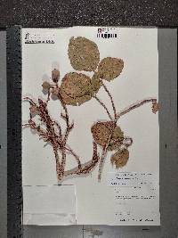 Ficus sycomorus image