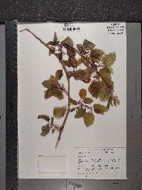 Morus alba image