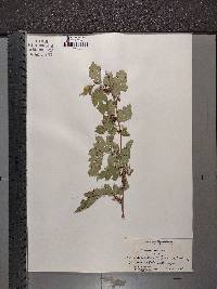 Morus alba image