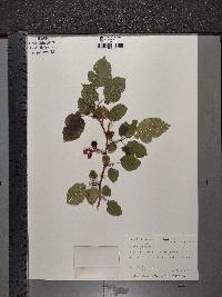 Morus alba image