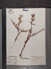 Morus alba image