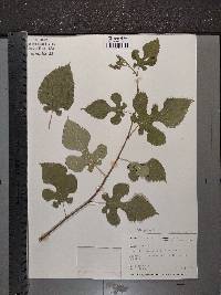 Morus alba image
