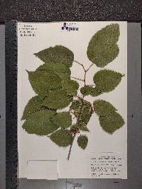 Morus alba image