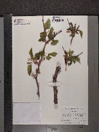 Morus alba image