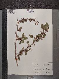 Morus alba image