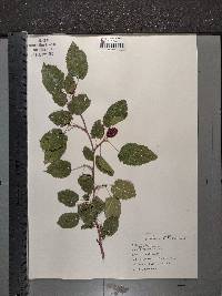 Morus alba image