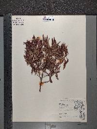 Comptonia peregrina image