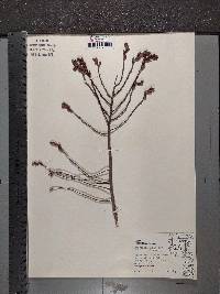 Comptonia peregrina image