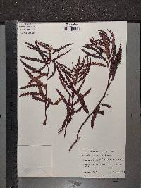 Comptonia peregrina image