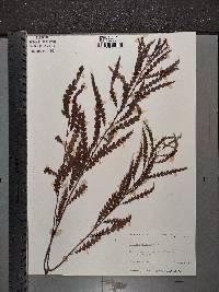 Comptonia peregrina image
