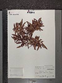 Comptonia peregrina image