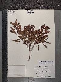 Myrica cerifera image