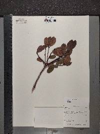 Media resource of Morella pilulifera