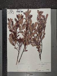 Myrica gale image
