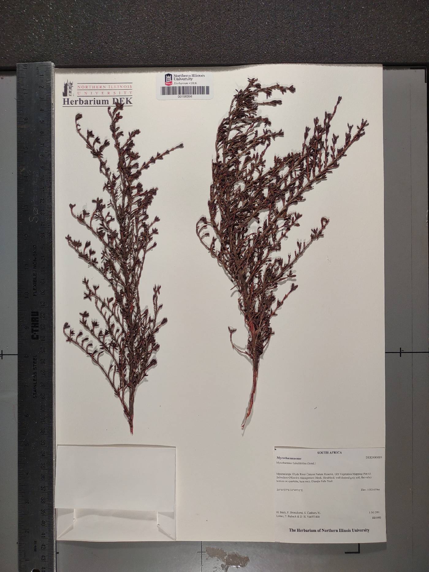 Myrothamnus flabellifolius image