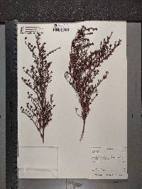 Myrothamnus flabellifolius image