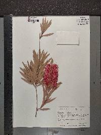 Melaleuca citrina image