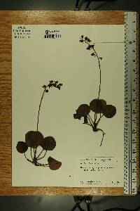 Pyrola chlorantha image