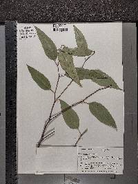 Eucalyptus cloeziana image