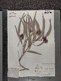 Eucalyptus crebra image