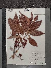 Syzygium cumini image