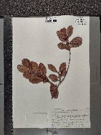 Psidium salutare var. salutare image