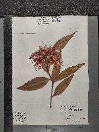 Syzygium jambos image