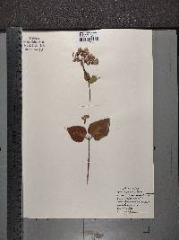 Mirabilis nyctaginea image
