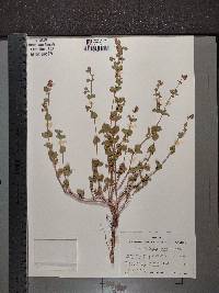 Mirabilis laevis image