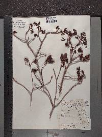 Pisonia rotundata image