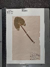 Nuphar advena image