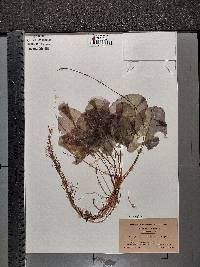 Nuphar microphylla image