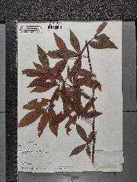 Ochna holstii image