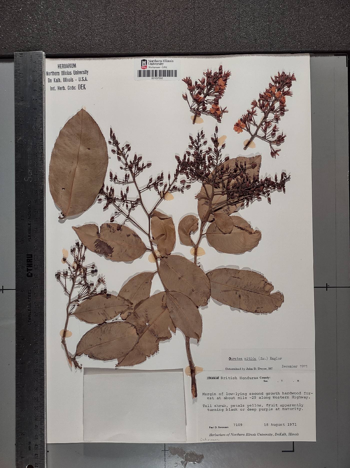 Ouratea nitida image