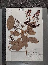 Ouratea nitida image