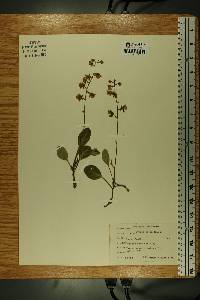 Pyrola picta image
