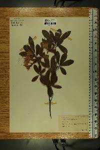 Rhododendron canescens image
