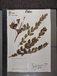 Ligustrum vulgare image